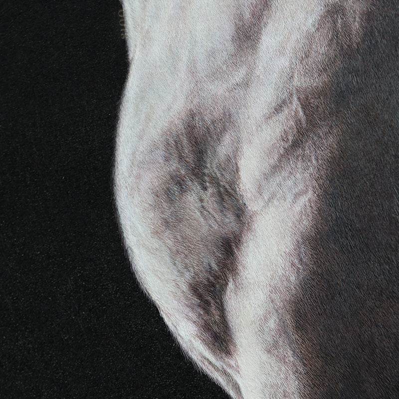 White Horse - SinoCultural -- W0016