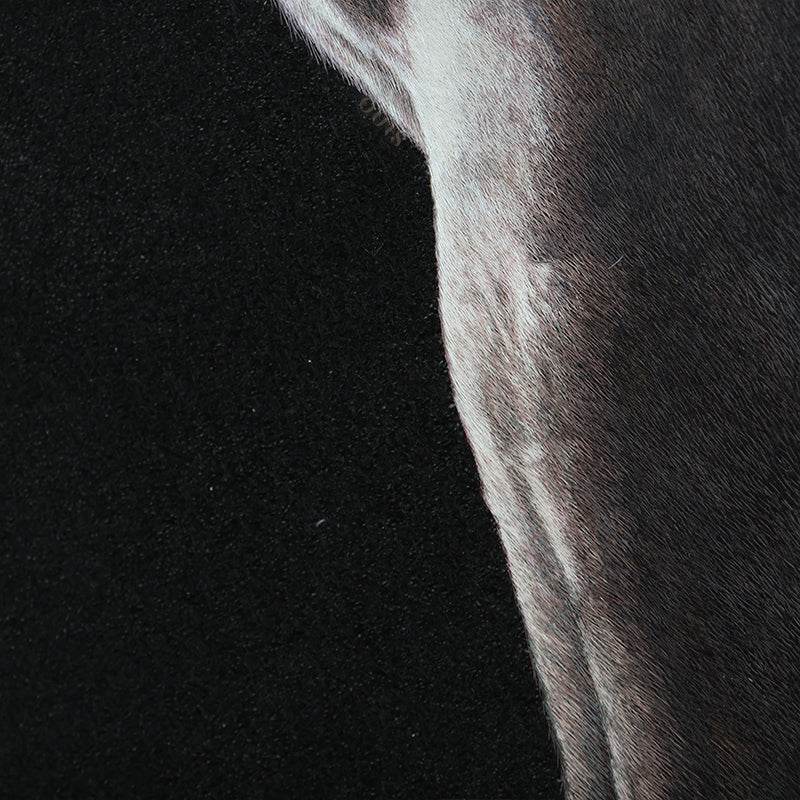 White Horse - SinoCultural -- W0016