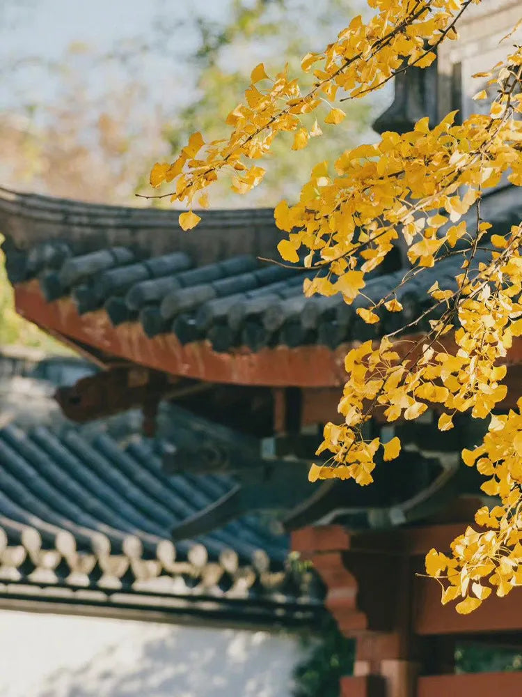 Golden ginkgo leaves framing traditional Chinese tiled roofs—evoking the warm, cultural spirit of Qiufen (Autumn Equinox).