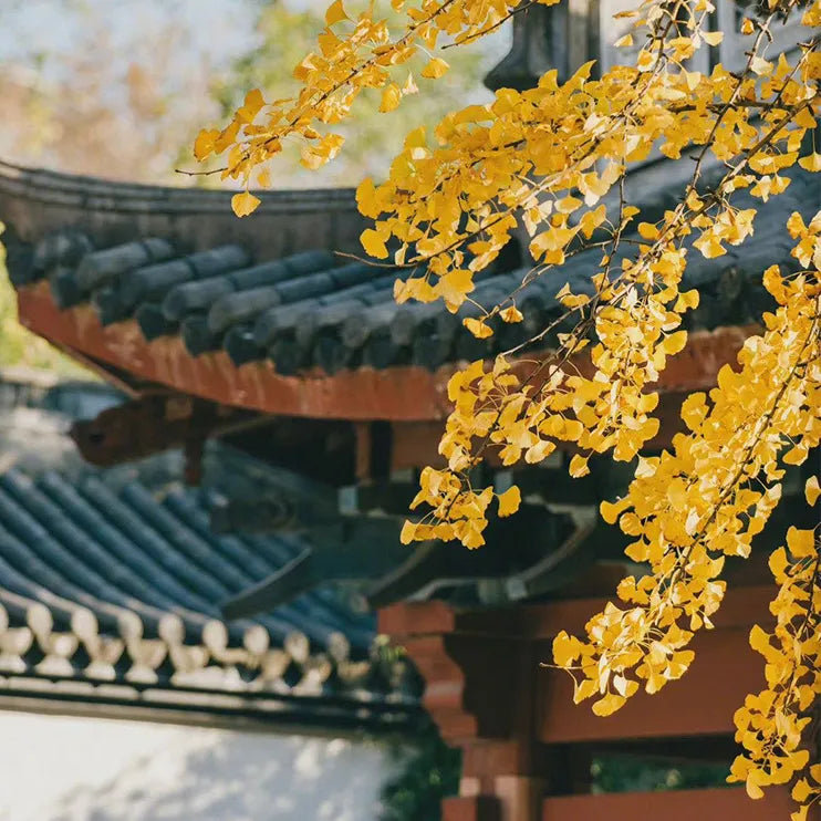 Golden ginkgo leaves framing traditional Chinese tiled roofs—evoking the warm, cultural spirit of Qiufen (Autumn Equinox).