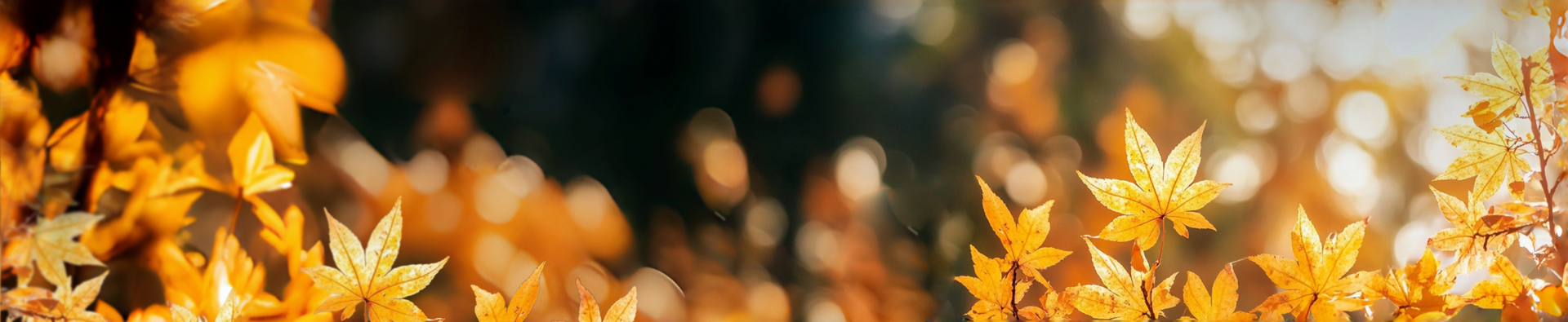 Cold Dew autumn banner with golden maple leaves and soft bokeh.