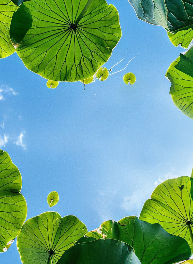 Chinese painting banner with lotus: Great Heat, hottest summer festival.