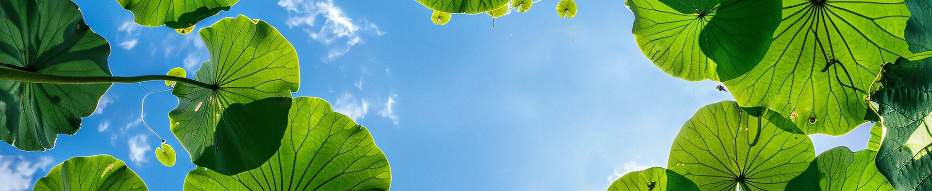 Chinese painting banner with lotus: Great Heat, hottest summer festival.