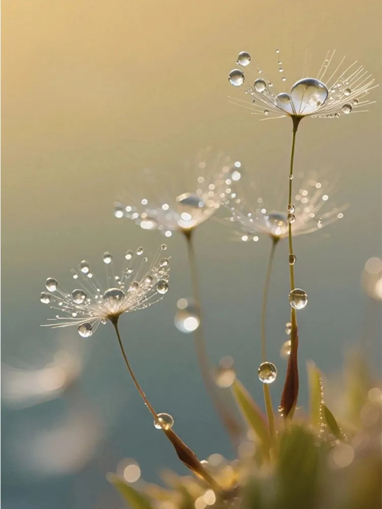 Dandelion-like seed heads glistening with dewdrops, symbolizing the White Dew solar term.