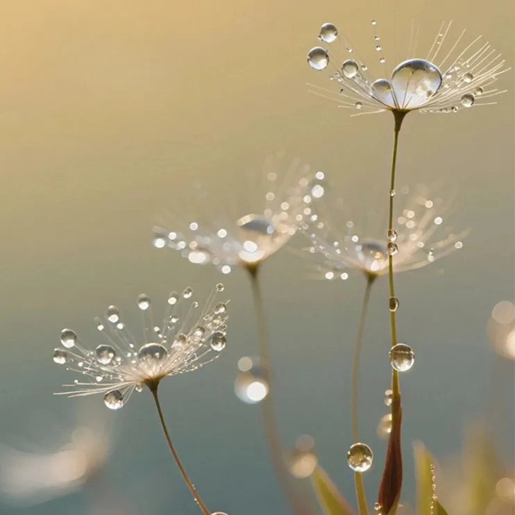 Dandelion-like seed heads glistening with dewdrops, symbolizing the White Dew solar term.