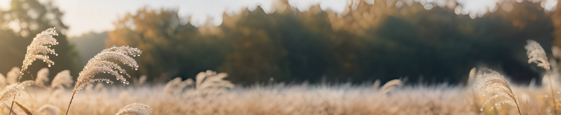 Reed field with glistening dewdrops under soft morning sunlight, symbolizing the White Dew solar term.
