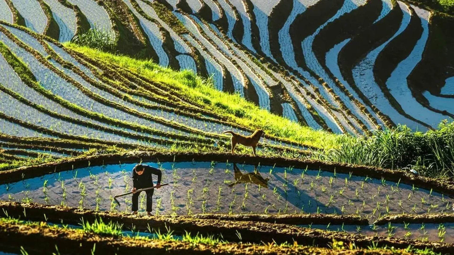 Grain in Ear(Mangzhong芒种): Unveiling the 9th Solar Term of Ancient Chinese Wisdom - SinoCultural