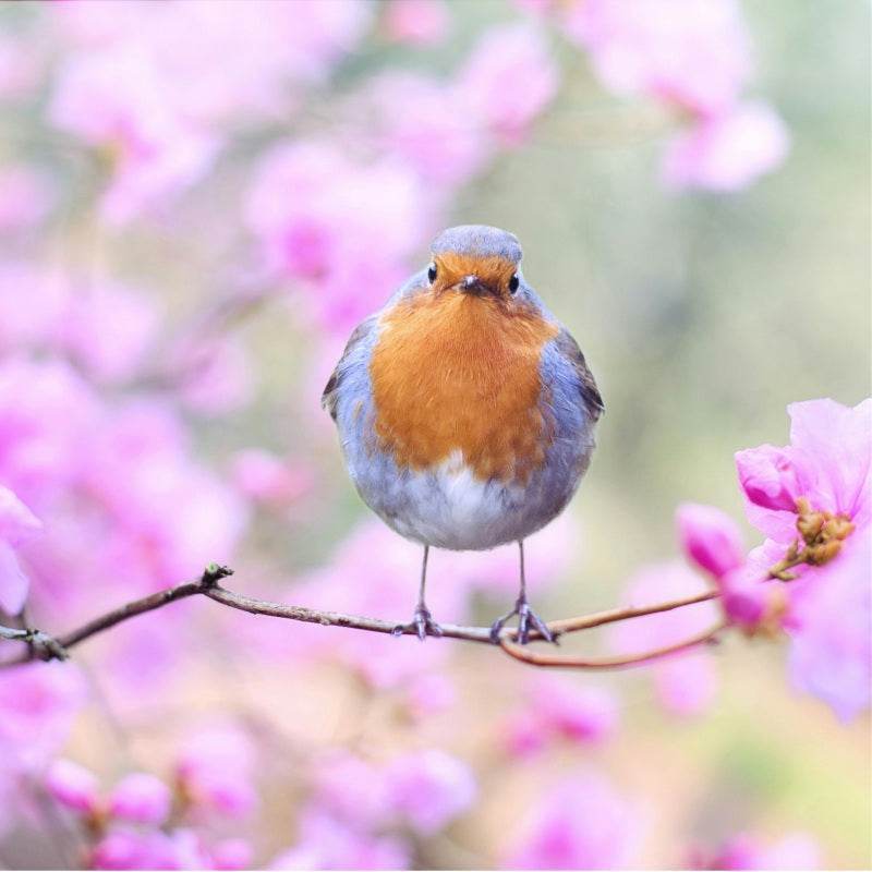 Spring Li Chun Lichun 立春 (Start of Spring) 2026: Date, Food, Customs & The