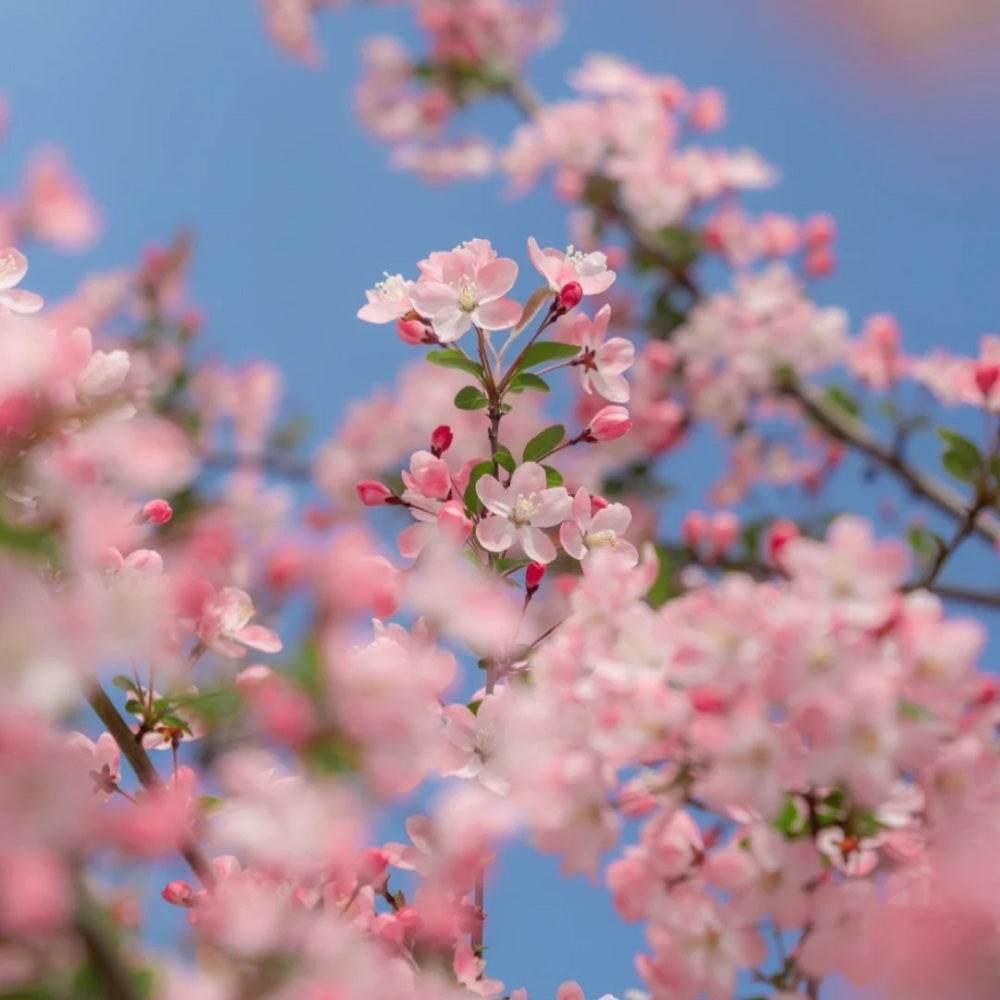 Spring Equinox (Chunfen 春分) : The Balance of Light and Darkness - SinoCultural