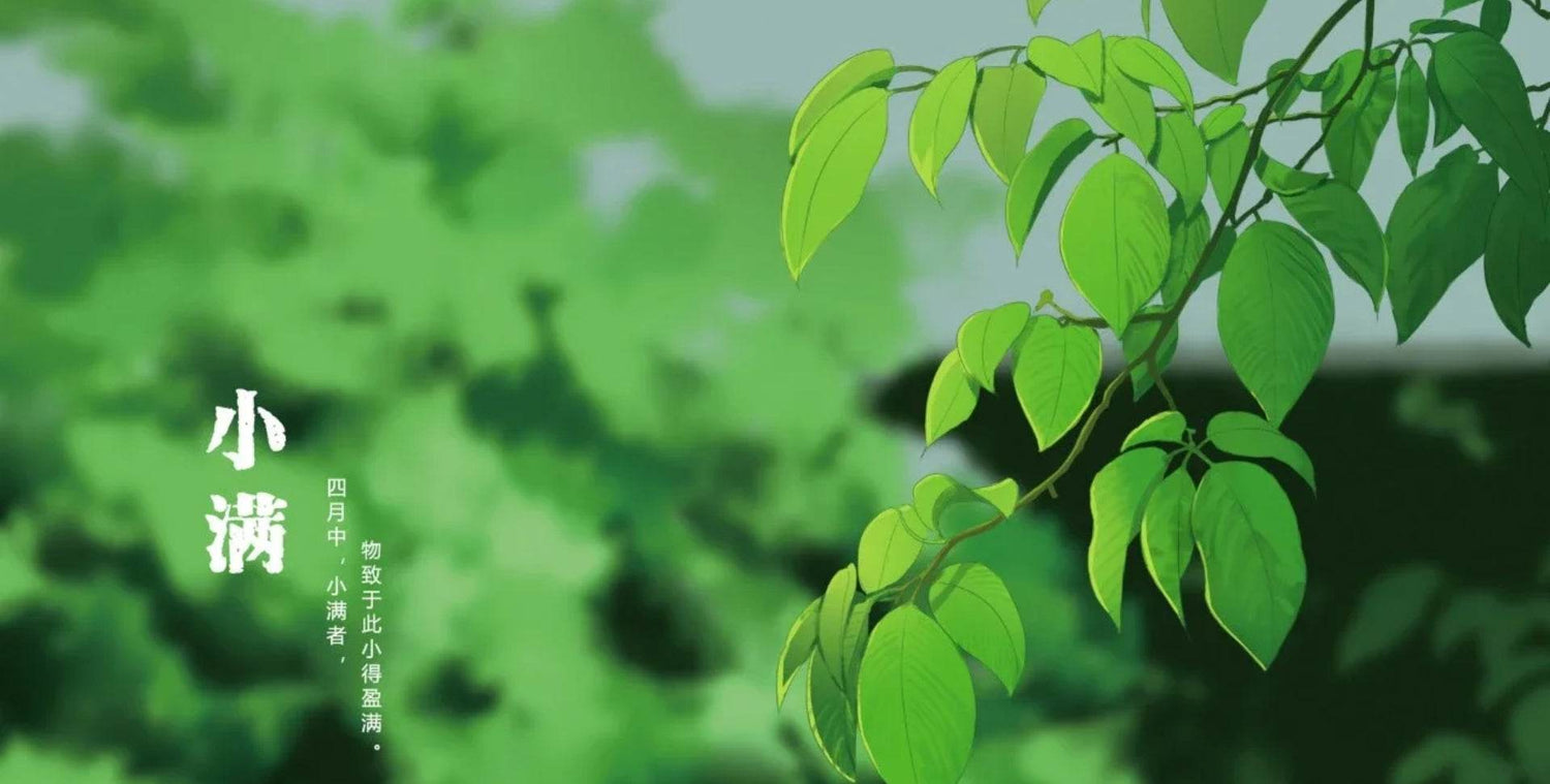 Grain Buds(Xiaoman小满): The Art of Small Fullness in Nature’s Cycle - SinoCultural