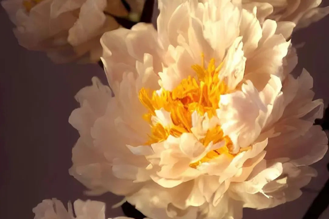 Blooming pale pink peony with a vibrant yellow center, symbolizing the elegance of bone china dinnerware.