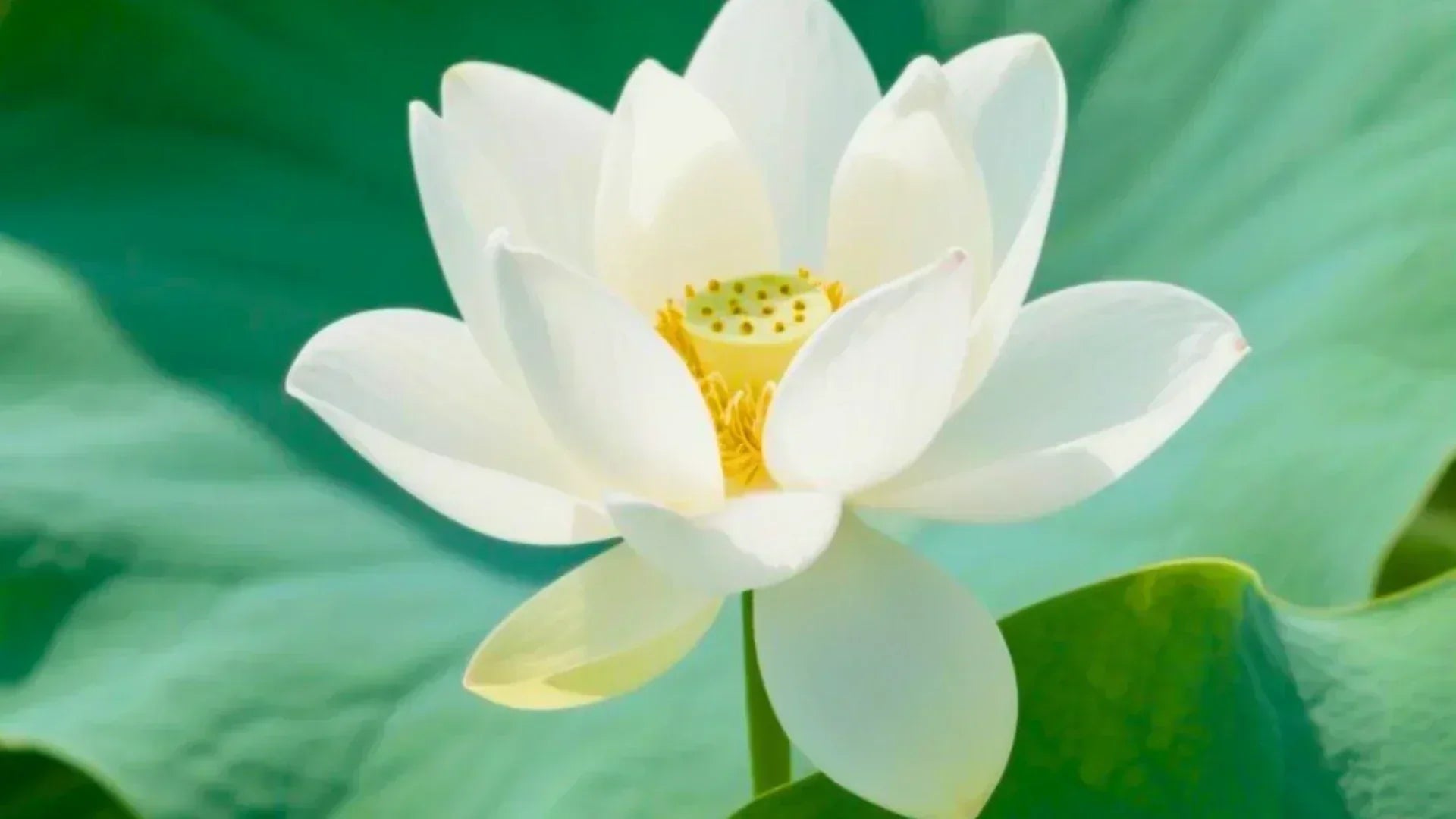 Great Heat (Dashu 大暑): Celebrate the Peak of Summer with Chinese Traditions - SinoCultural
