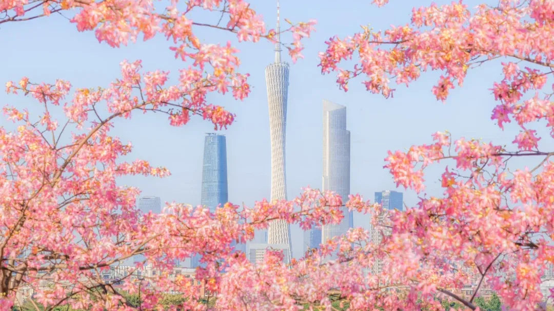 Guangzhou's iconic Guangzhou Tower surrounded by pink blossoms and a modern skyline—ideal for a 2026 cultural travel guide to the city.