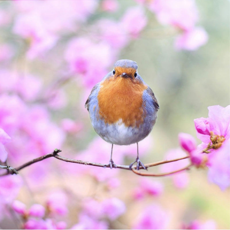 Lichun (立春): The Beginning of Spring in the Chinese Solar Terms