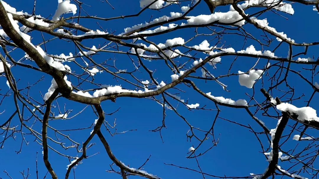 Snow-covered tree branches against a bright blue sky for Lidong, the Start of Winter.