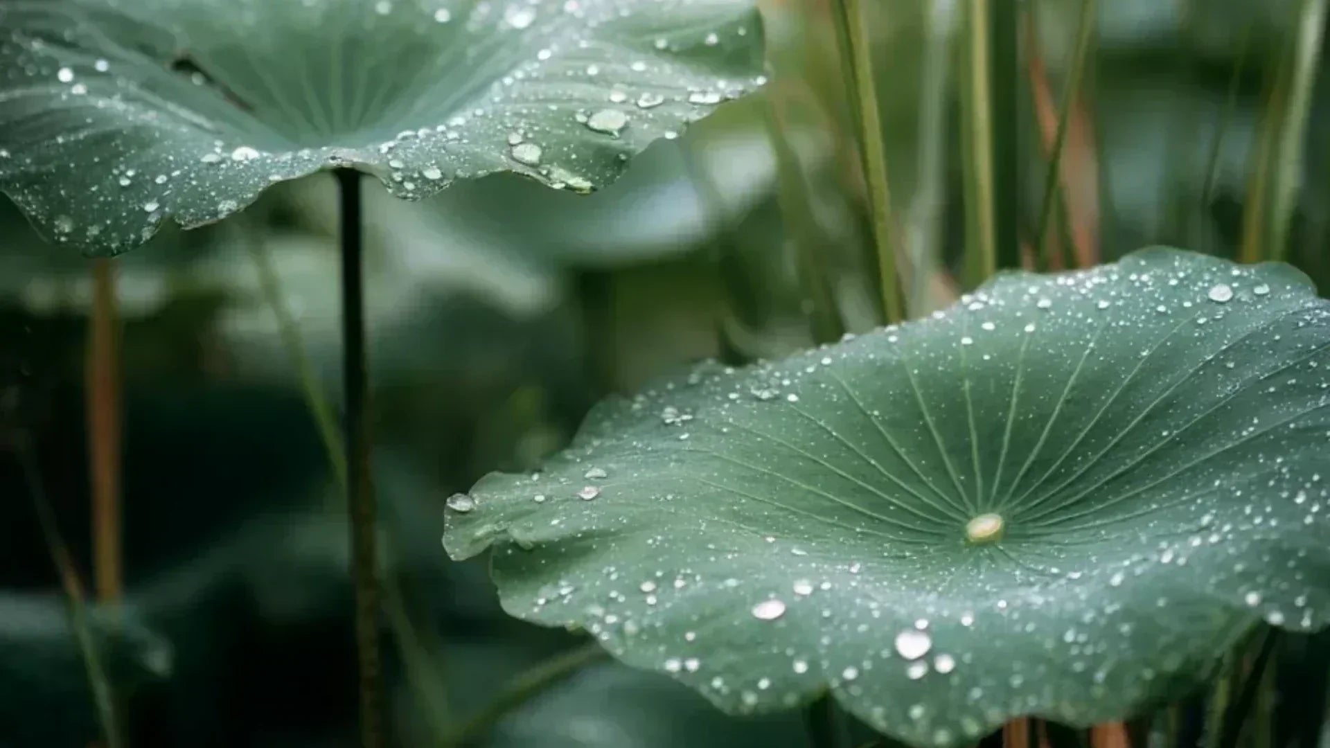 Glistening dewdrops on a green lotus leaf, representing China’s White Dew (Bailu) solar term.