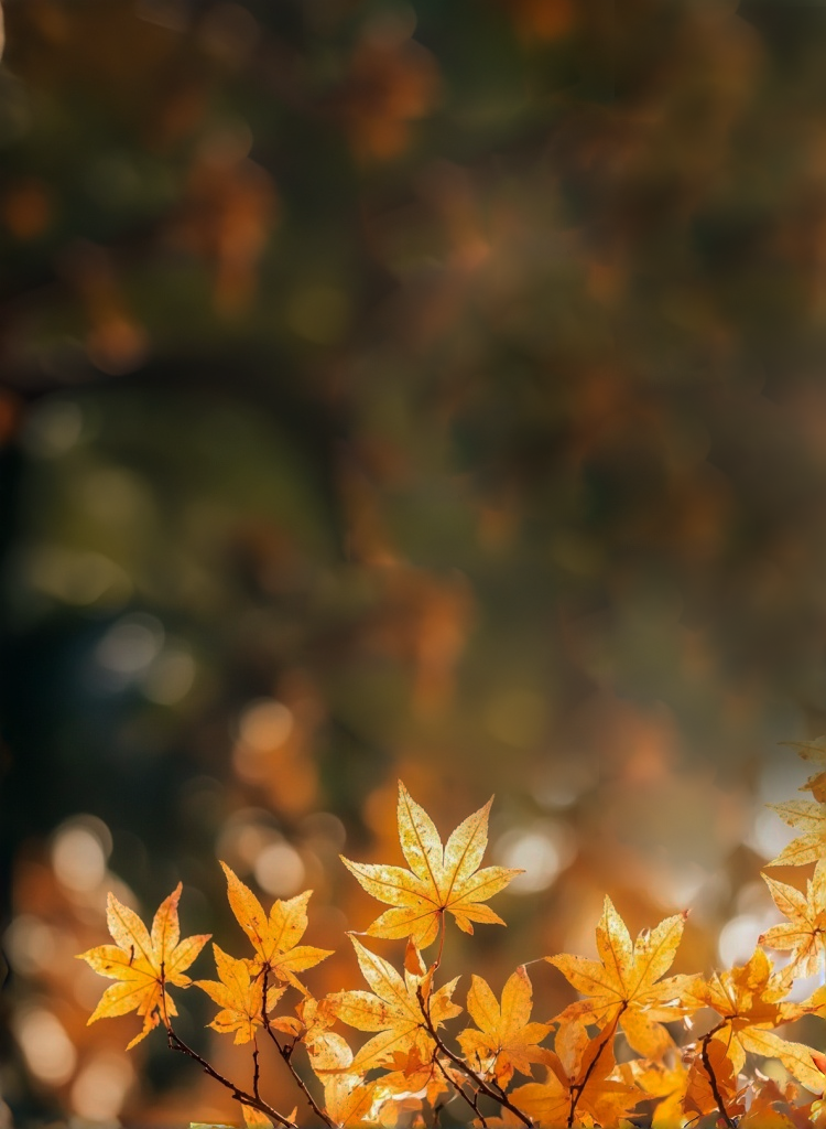 Cold Dew autumn banner with golden maple leaves and soft bokeh.