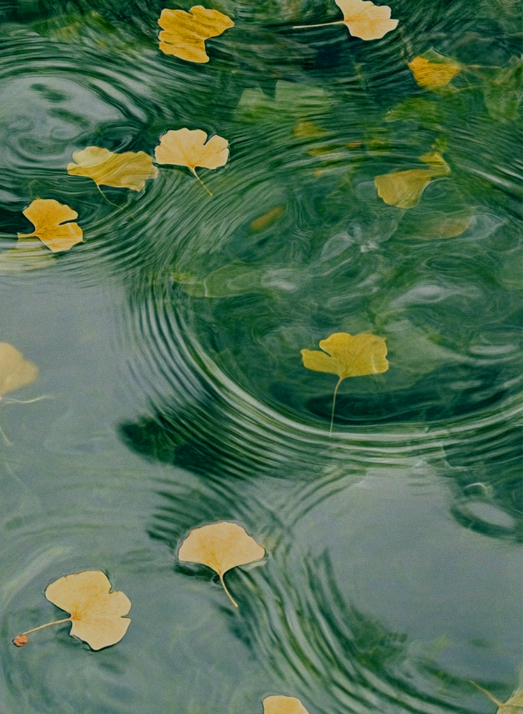 Golden ginkgo leaves on rippling green water – End of Heat banner.