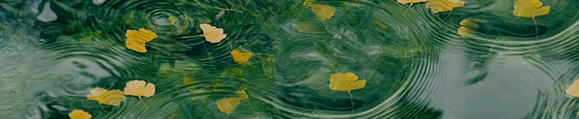 Golden ginkgo leaves on rippling green water – End of Heat banner.