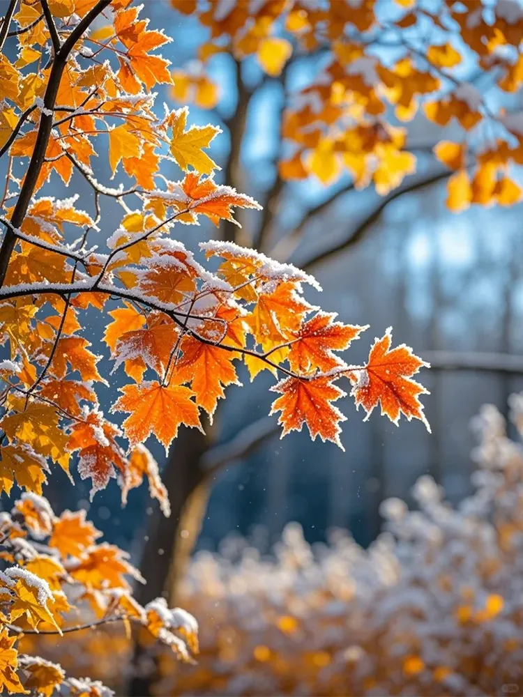 Frosty red maple leaves on autumn branches.
