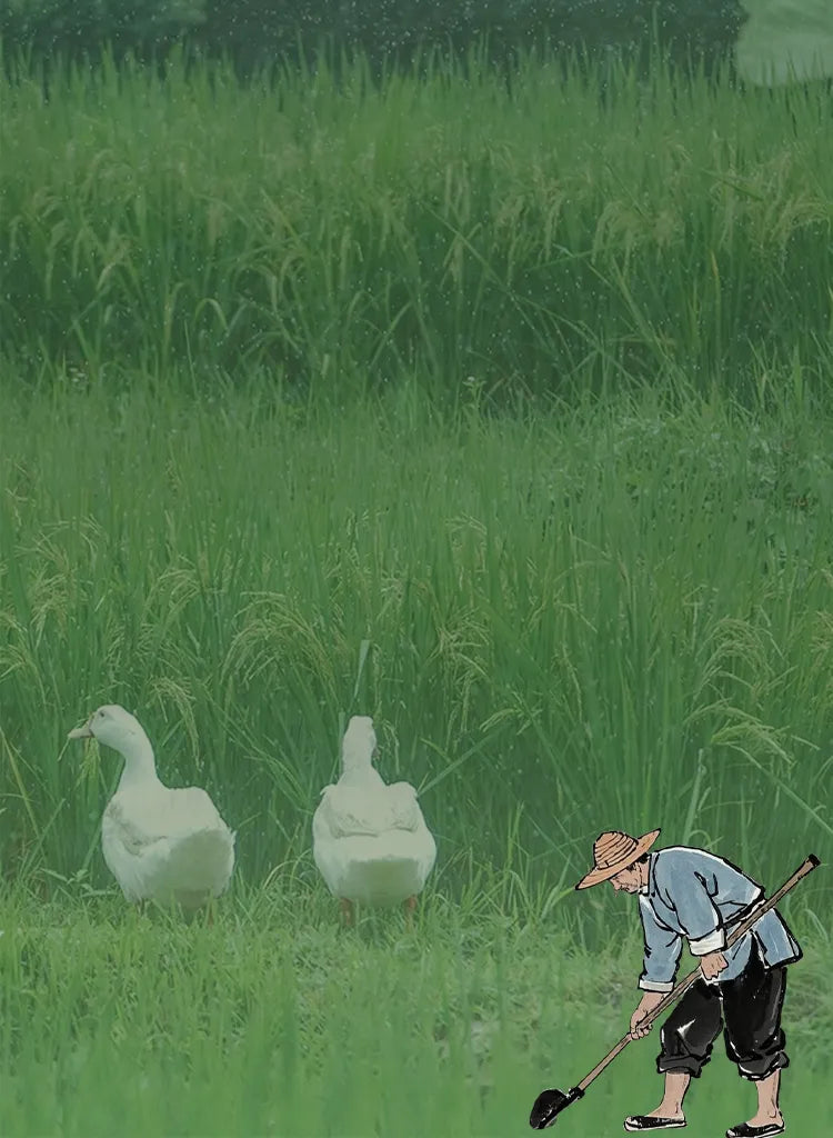 Grain Rain Guyu banner featuring lush rice fields, white geese, and a farmer in China’s 24 solar terms.
