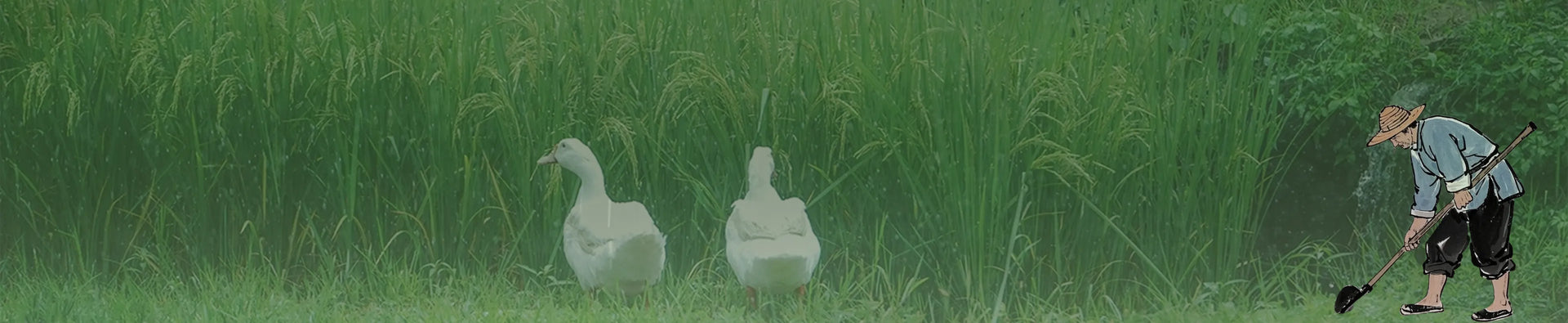 Grain Rain Guyu banner featuring lush rice fields, white geese, and a farmer in China’s 24 solar terms.