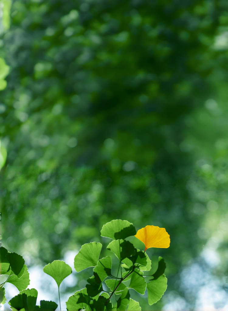 SinoCultural Start of Autumn (Liqiu) banner featuring green ginkgo leaves with the first golden leaf, inspired by China's 24 Solar Terms.