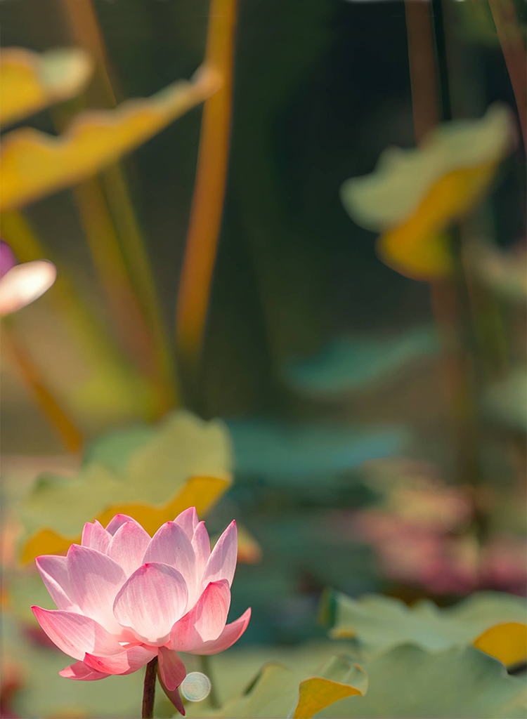 SinoCultural Summer Solstice banner featuring a blooming pink lotus in a sunlit pond, inspired by China's 24 solar terms.