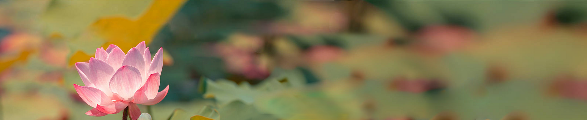 SinoCultural Summer Solstice banner featuring a blooming pink lotus in a sunlit pond, inspired by China's 24 solar terms.